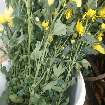 Combo 2 Chai Nước Cắm Hoa Lâu Tàn và Kiềm hoa không nở 15 ngày tại nhà vườn trồng hoa bằng dung dịch bảo quản hoa TOG Galileo của Israel