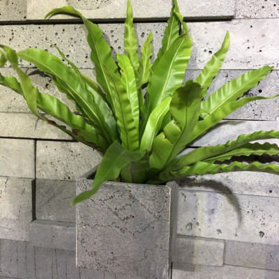 Chậu treo tường, treo tường trồng hoa hình vuông 15x15x15cm bằng đá ong xám tự nhiên trồng cây ngoài trời không hư không nứt tét, Chậu đá tự nhiên, chậu hoa đá ong xám