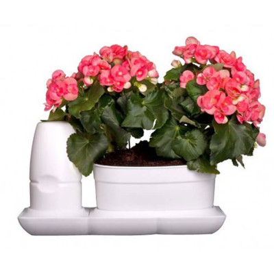 CHẬU TRỒNG CÂY ĐỂ BÀN THÔNG MINH TỰ ĐỘNG TƯỚI BASIC UNO trong 2 tháng