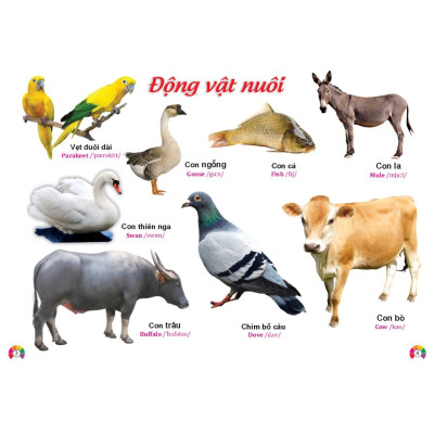 Sách - Từ điển bằng tranh Động Vật - Song ngữ Anh Việt- ndbooks