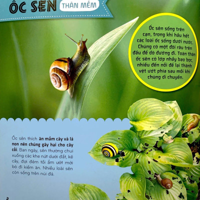 Bí Ẩn Thế Giới Loài Vật - Thân Mềm Và Giáp Xác (Tái Bản 2024)