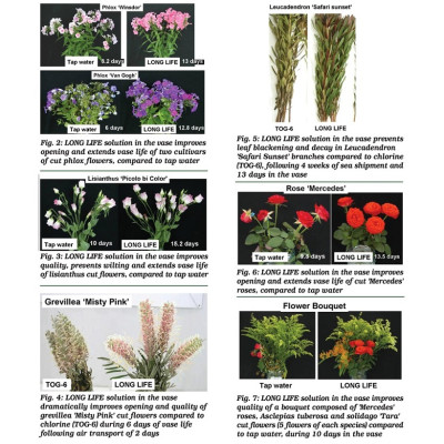 Bột Dưỡng Hoa Cắt Cành Longlife - Food for Cut Flowers - nhập khẩu ISRAEL (COMBO 100 gói tiết kiệm) giúp hoa tươi gấp 2 lần và 14 ngày không thay nước hay cắt tỉa lại gốc hoa