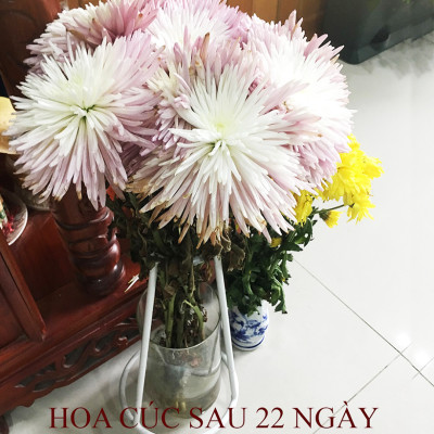 Bộ 5 hộp Loại 1KG Chế phẩm xử lý hoa Longlife của Israel - Bảo quản hoa cắm bình tươi lâu và 14 ngày không thối nước