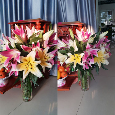 BỘT DƯỠNG HOA LONGLIFE SG CỦA ISRAEL (COMBO 5 KG) BÍ QUYẾT GIỮ HOA TƯƠI LÂU GẤP 2 LẦN DÀNH SHOP HOA BẢO QUẢN HOA CẮM BÌNH, HOA CẮM XỐP TƯƠI LÂU VÀ KHÔNG THAY HOA ĐỊNH KỲ THÁNG