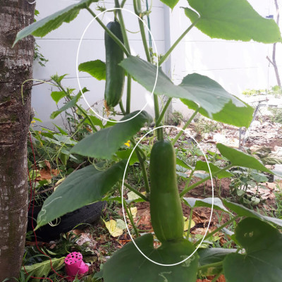 1 BỘ CHẬU TỰ DƯỠNG TRỒNG RAU BÍ XANH BASIC UNO NHẬP KHẨU BỒ ĐÀO NHA DÀNH CHO NGƯỜI BẬN RỘN NHƯNG YÊU THÍCH TRỒNG RAU TẠI NHÀ