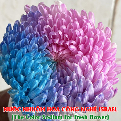 10 chai Nhuộm Hoa tươi dạng nước (Chai 1L x 10 Màu) Công Nghệ Israel giúp hoa nhuộm đổi màu theo ý muốn nhuộm trên 250 cành hoa x 1 chai