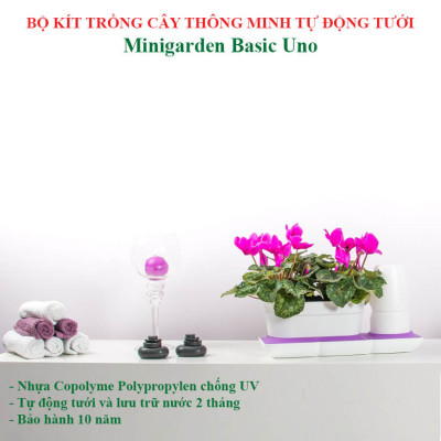 CHẬU TRỒNG CÂY ĐỂ BÀN THÔNG MINH TỰ ĐỘNG TƯỚI BASIC UNO trong 2 tháng
