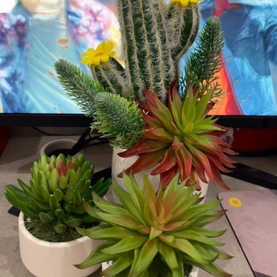 Chậu sen đá trang trí - Cây giả, hoa lụa Decor trang trí nhà cửa.