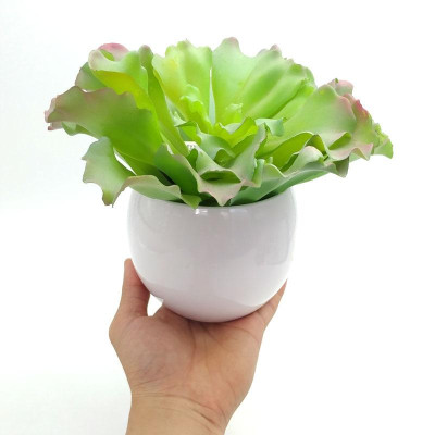 Hoa Vạn Niên Thanh 71607 - Mẫu 4