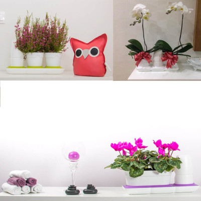 Bộ Trồng Cây Tự Dưỡng Để Bàn Ngày Tết Minigarden Basic S giúp cây văn phòng tự tưới nước và Tự sống tốt mà không cần chăm sóc cây