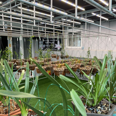 Đèn LED Trồng Cây và Quang Hợp Cho Cây Trong Nhà, Đủ Phổ Như Ánh Sáng Tự Nhiên, Chính Hãng Rạng Đông, Bảo Hành 2 Năm.