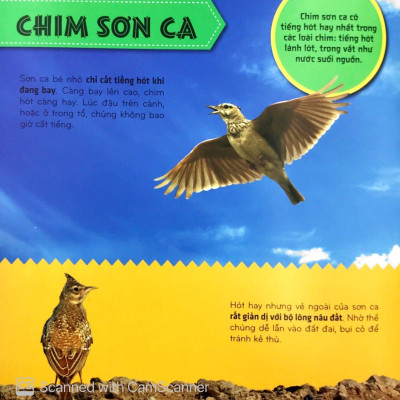 Sách - Bí Ẩn Thế Giới Loài Vật - Chim (Tái Bản 2025)