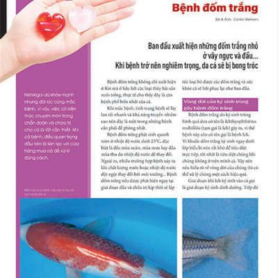 Cá Koi Vietnam - Tập 3