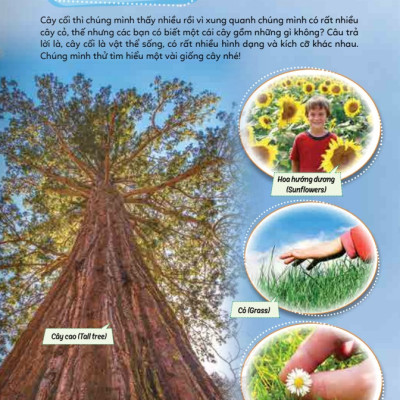 Sách - Học Vui Hiểu Rộng Biết Nhiều - Cây Cối Diệu Kì