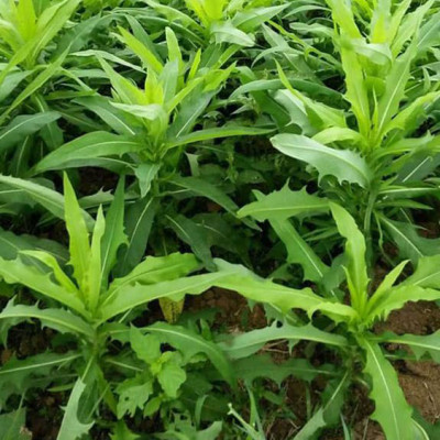 Trà bồ công anh sấy khô (200gr)