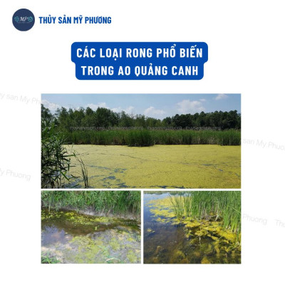 Hóa chất chuyên diệt các loại rong cắt tảo độc Drt Eff trong ao hồ bể nuôi ương tôm thẻ cá lươn ếch nòng nọc ốc ba ba
