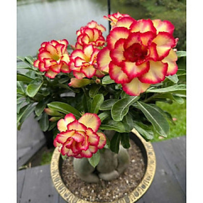 Hạt giống hoa sứ kép Thái Lan - Bịch 10 hạt – Mã số 1996