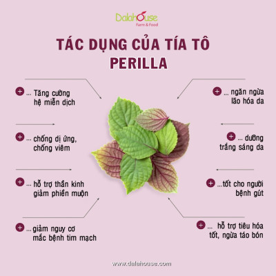 Bột Tía Tô Sấy Lạnh Nguyên Chất Dalahouse Hỗ Trợ Hạ Sốt, Thải Độc, Làm Sáng Da Giúp Cơ Thể Săn Chắc – Hàng Chính Hãng