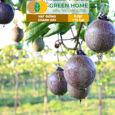 Hạt Giống Chanh dây Greenhome, Gói 0,2g~12 hạt, Dễ Trồng Quanh Năm,Thu Hoạch Nhanh, Năng Suất Cao T21