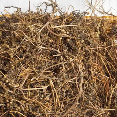 Trà Cây bạch hoa xà thiệt thảo ( Bạch hoa xà thiệt thảo khô )- Sản phẩm hữu cơ tự nhiên