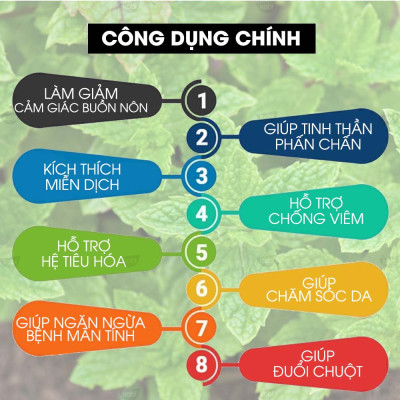 Tinh Dầu Bạc Hà Lục Kobi (30ml) Treo Xe Hơi, Treo Phòng, Tủ Quần Áo - Tinh Dầu Thiên Nhiên Nguyên Chất, Giúp Giảm Stress, Xua Đuổi Côn Trùng Và Khử Mùi Hiệu Quả, Thích Hợp Dùng Với Đèn Xông Và Máy Khuếch Tán - Tặng Kèm Vỏ Lọ Treo Sang Trọng, Tiện Dụng