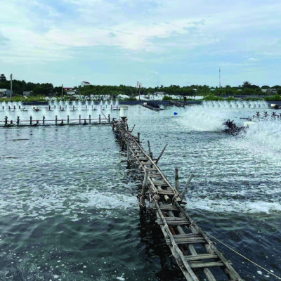 Vi sinh xử lý ao nuôi tôm HEROBAC LITE - Xô 3kg