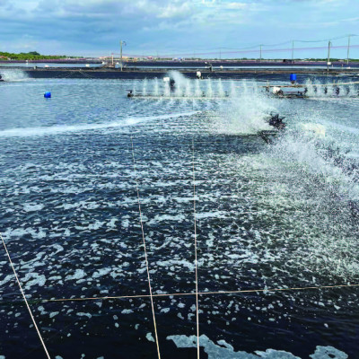 Vi sinh xử lý ao nuôi tôm HEROBAC LITE - Xô 3kg