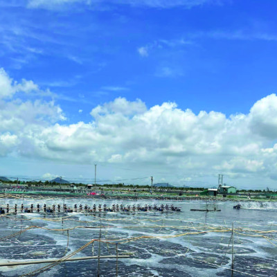 Lắng tụ hữu cơ ao tôm AQUA BLOCK Gold