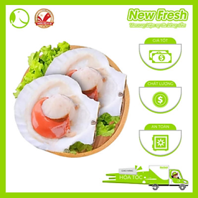Sò Điệp Nhật Nửa Mảnh Size Lớn - Túi 1Kg