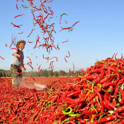 Tương ớt Mường Khương 500ml, Đặc sản Lào Cai, vị cay truyền thống, sản xuất thủ công, không chất bảo quản, phụ gia, hóa chất