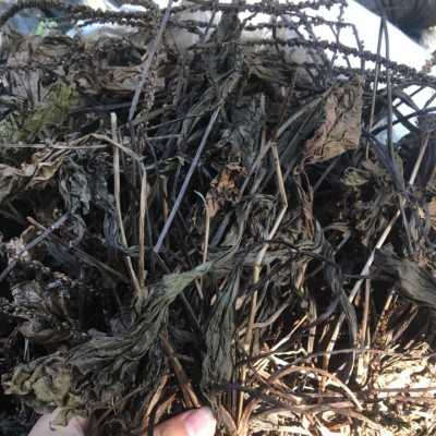 Trà Cây mã đề ( Cây mã để khô - Cây xa tiền thảo)  - Sản phẩm hữu cơ tự nhiên - Gói 500gr