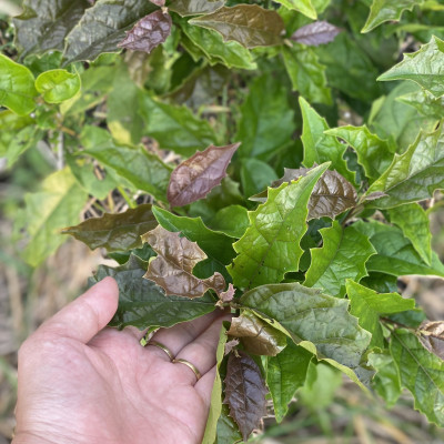 Combo 2 Gói trà mát gan - Xạ đen + Cà gai leo sao vàng hạ thổ - hàng chuẩn của HopHoaCoop