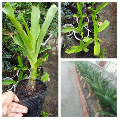 Củ giống cây đại tướng quân (cây NÁNG TRẮNG)