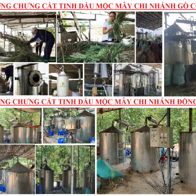 Tinh dầu Bạch Đàn Chanh 50ml Mộc Mây - tinh dầu thiên nhiên nguyên chất 100% - chất lượng và mùi hương vượt trội - Có kiểm định