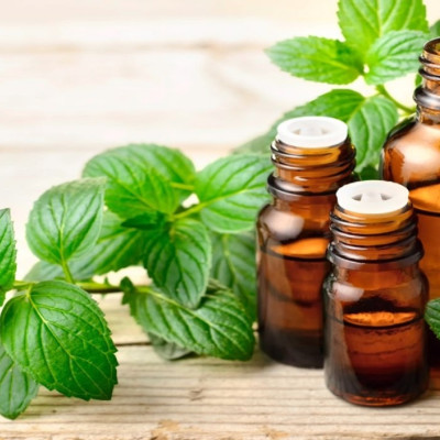 Tinh dầu Bạc Hà 50ml nguyên chất từ thiên nhiên, Thơm Phòng, Khử Mùi, Kháng Khuẩn, Đuổi Muỗi, Đuổi Chuột - KingOil