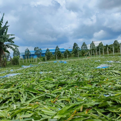 Cây trinh nữ hoàng cung túi lọc ( Hộp 30 gói 5g) - Trà tiện lợi cho mọi người