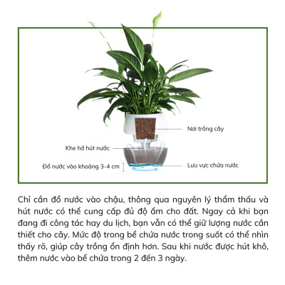 Chậu tự tưới MONROVIA I0 dành cho hoa, cây cảnh, trang trí nhà cửa, văn phòng