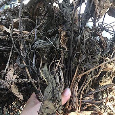 Trà Cây mã đề ( Cây mã để khô - Cây xa tiền thảo)  - Sản phẩm hữu cơ tự nhiên - Gói 500gr