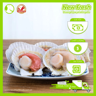 Sò Điệp Nhật Nửa Mảnh Size Lớn - Túi 1Kg