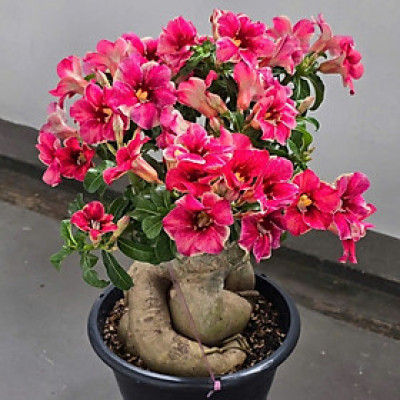 Hạt giống hoa sứ kép Thái Lan - Bịch 10 hạt – Mã số 2025