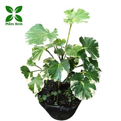 Cây Đinh Lăng Cẩm Thạch Lá Tròn Polyscias Balfouriana Cao Khoảng 30cm– Cây Cảnh Nội Thất Trang Trí Nhà Cửa