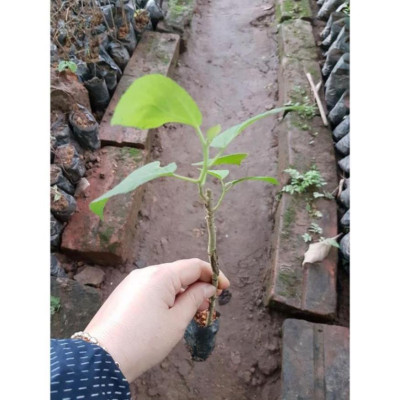 Cây giống an xoa hoa tím