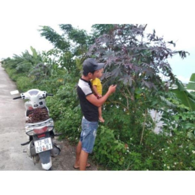 Lá thầu dầu tía tươi 1kg. Chỉ ship khu vực Miền Bắc