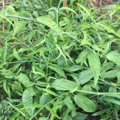 Cây xương khỉ (Cây bìm bịp - Cây mảnh cộng)  - Sản phẩm khô về làm trà ( Gói 1kg)