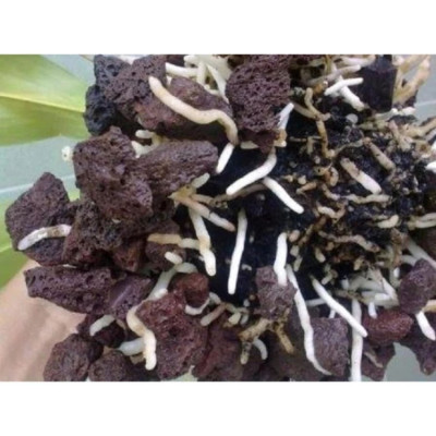 Vật Liệu Lọc Hồ Cá 1KG | Bông Lọc 8D Cao Cấp 50x11x2cm Hiệu Quả