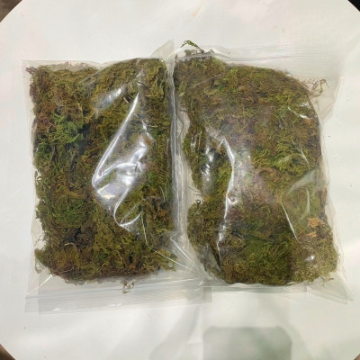 Rêu rải bồn cây - rêu trang trí chậu cây giả (giá 1 bịch)