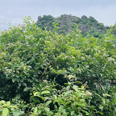 Trà cây xạ đen hòa bình ( Cây xạ đen khô ) - Hỗ trợ ưng thư, tiêu u thanh nhiệt cơ thể - Gói 1kg