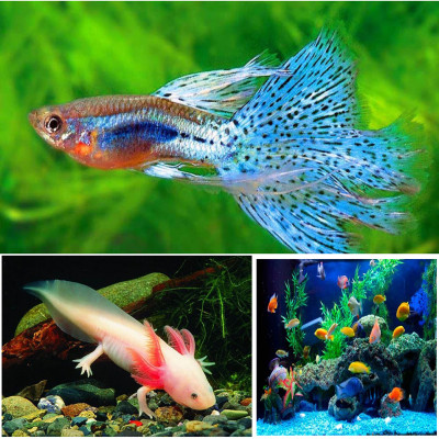 Vitamin tổng hợp 100GR cho cá cảnh, cá rồng, cá vàng, cá bảy màu guppy, cá rồng, cá Koi, ếch rùa, baba, lươn ...  