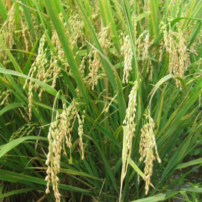 Đặc sản Sóc Trăng - Gạo Thơm ST25 Túi 5Kg - Đạt Giải Gạo Ngon Nhất Thế Giới Năm 2019 tại Manila - OCOP 4 Sao