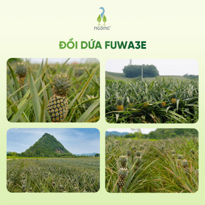 Lau Đa Năng Fuwa3e Cho Kính Bếp Sàn Ban Thờ Sạch Bong Mọi Bề Mặt Hương Nhu - Bạc Hà Thơm Mát Chai 500ml